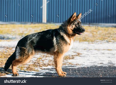 Beautiful Young Brown German Shepherd Puppy Dog Staying Outdoor In