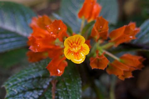 Yellow Orange Flower Epicofevolution