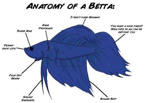 Anatomy Of A Betta Everythingaboutbettafish Betta Fish Betta Betta Fish Tank