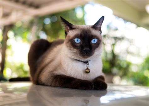 Siamese Cat Breed Characteristics Grooming Tips And Interesting Facts