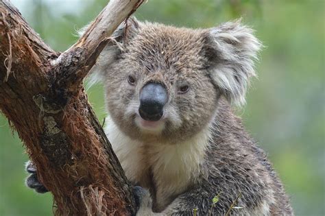 Gray Koala Bear On Tree Australia Marsupial Nature 910x605