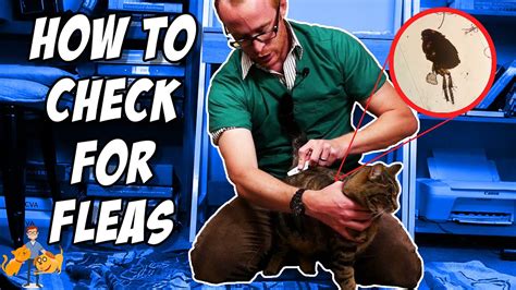 How To Check Your Cat For Fleas Its Super Easy Cat Health Vet