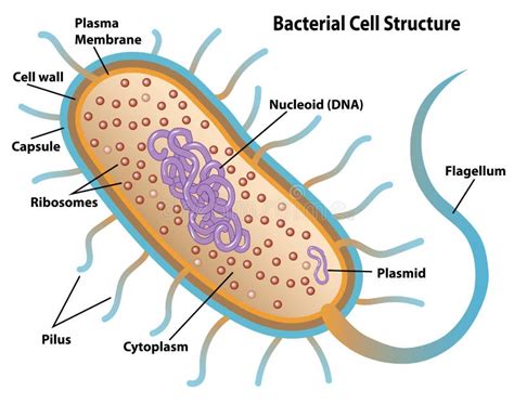 Bacterial Cell Diagram No Labels