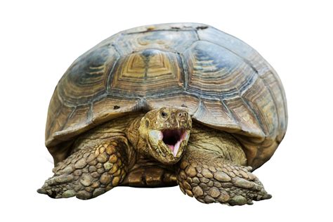Ecco le tartarughe più divertenti del web Petsblog