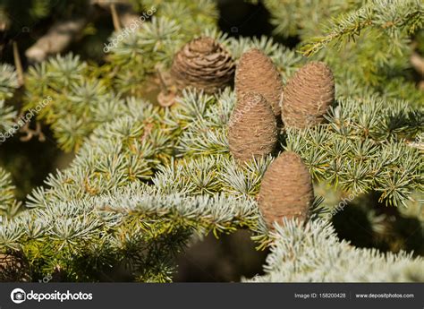 Big Pine Cones Of Cedar Of Lebanon Evergreen Conifer Tree Growing In