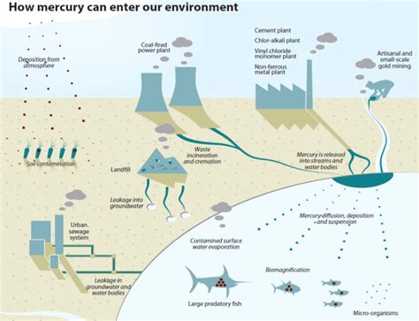 Mercury In Fish And The Food Chain Say No To Mercury