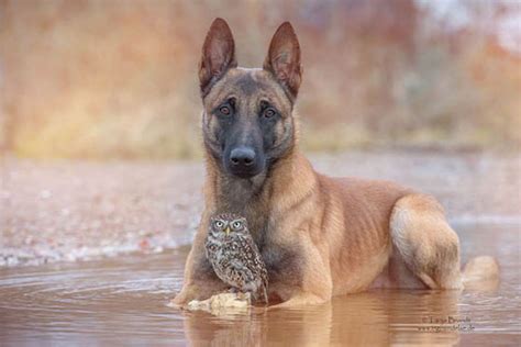 Unlikely Friendship Between A Dog And An Owl Design Swan