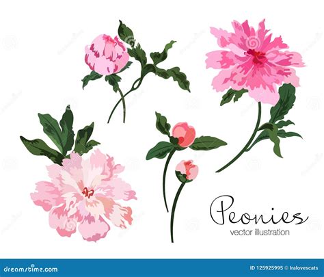 Peonies Flowers Vector Illustration Set Stock Illustration