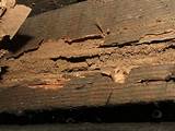 Termite Fumigation Department Pictures