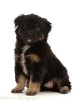 The miniature american shepherd is prized as a working dog, often excelling as a search and rescue dog, as well as a disaster dog, therapy and a guide dog. Dog: Sable Rough Collie puppy, 7 weeks old, sitting photo ...