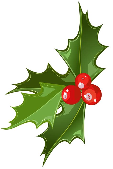 Mistletoe Christmas Viscum album Clip art - Mistletoe Cliparts Transparent png download - 2324 ...