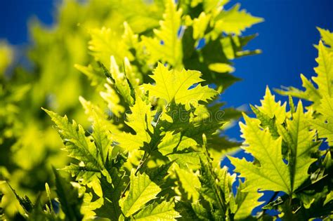 Green Maple Leaves On A Tree In The Nature Stock Image Image Of Leaf