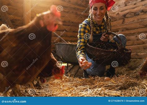 Contadina Che Raccoglie Uova Organiche Dalle Galline Nel Cestino Fotografia Stock Immagine Di