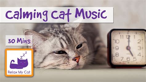 30 Minutes Of Soft Cat Music Music To Calm Down Cats And