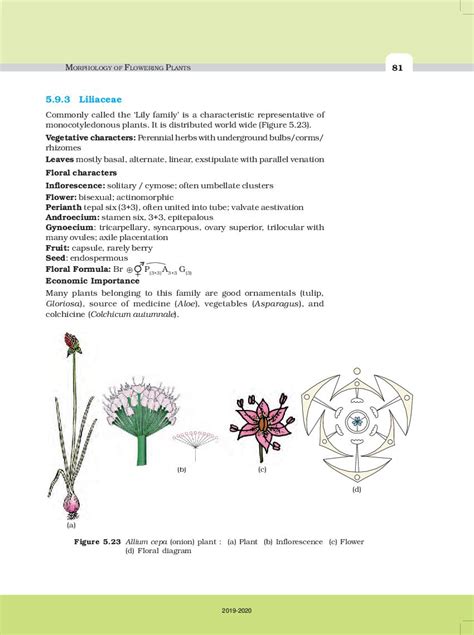 Cbse Class 11 Biology Chapter 5 Morphology Of Flowering Plants Cbse