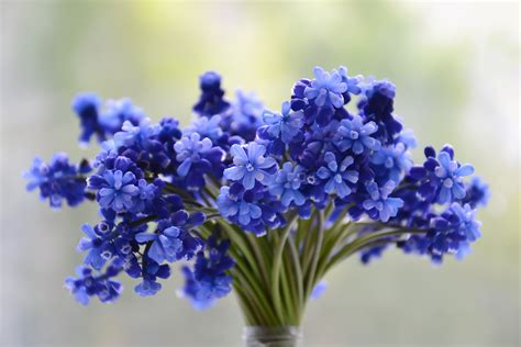 Download Blue Flower Bouquet Nature Flower 4k Ultra Hd Wallpaper