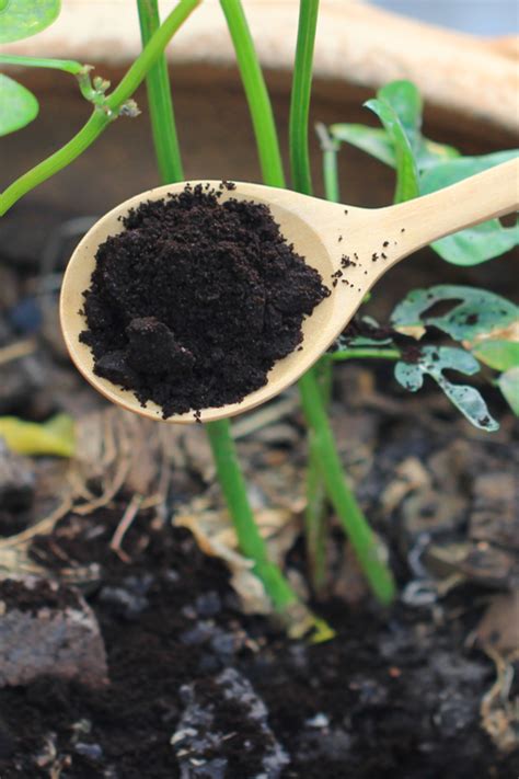 They have often been used in composting and outdoor gardens due to the benefits they provide in keeping the soil healthy. Why Saving Coffee Grounds And Egg Shells Is A Must For ...
