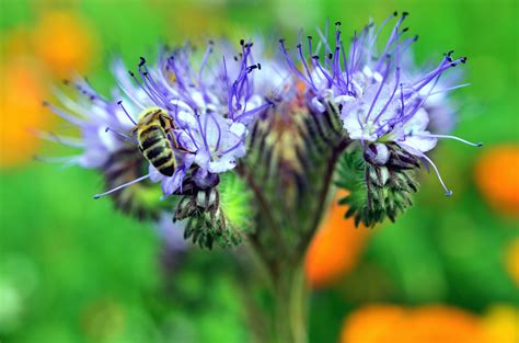 You may only have a small garden but there are flowers you can plant to help our bees throughout the year. Free picture: bee, flower, honey, pollen