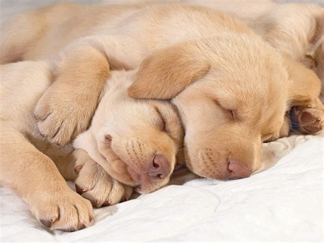 Cute Puppies In Hug Puppies Wallpaper 14748941 Fanpop