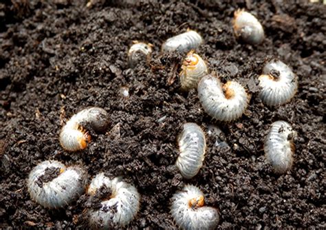 Identifying A Grub Problem In Your Lawn Lawn Care Weed Man