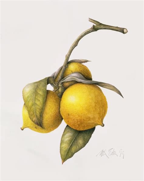 Citrus Bergamot Margaret Ann Eden Als Kunstdruck Oder Handgemaltes