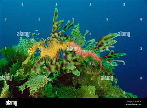 Leafy Sea Dragon Phycodurus Eques Male Carrying Eggs That A Female