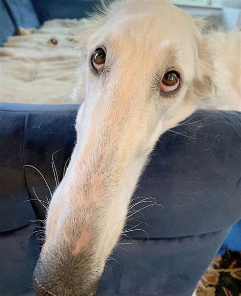 Pin By Laci Lingenfelter On D O G G O S In 2020 Borzoi Dog Borzoi
