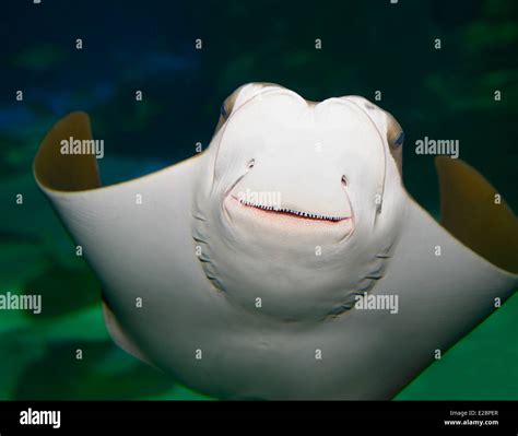 Underside And Face Of A Smiling Mouth Of Stingray In Ripleys Aquarium