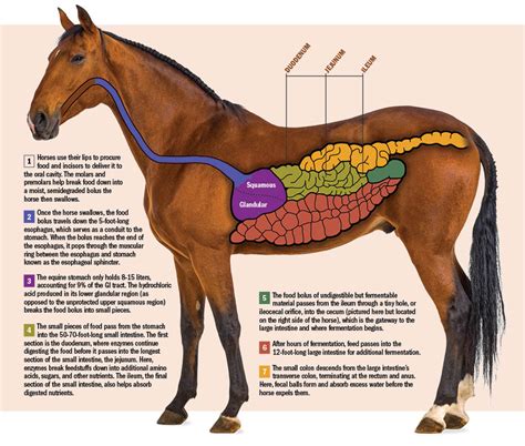 How Does The Equine Gi Tract Work The Horse