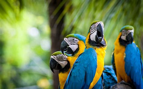 Hd Wallpaper Parrot Ara Ararauna 2 Blue And Yellow Macaw Animals