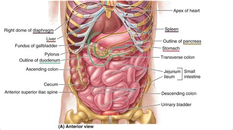Female anatomy images the female reproductive system anatomical chart anatomy models and. Abdominal Anatomy Of Organs Medical Illustration Shows A ...