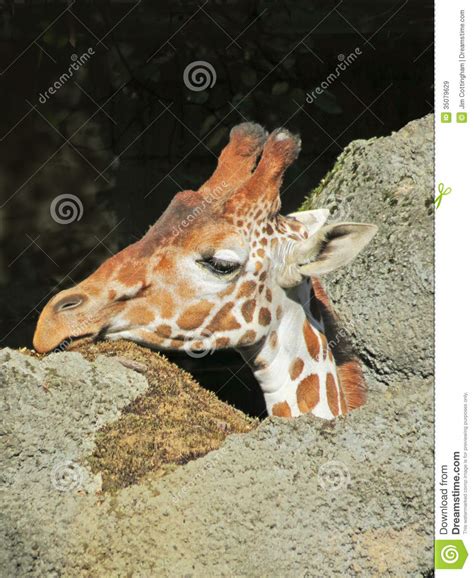 Giraffe Closeup Of Head Stock Image Image Of Head 35079629
