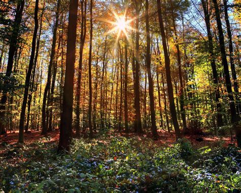 726964 Forests Germany Rays Of Light Rare Gallery Hd Wallpapers