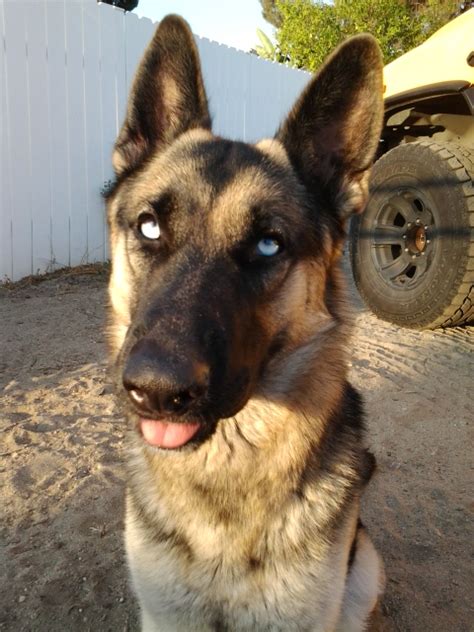 They certainly are beautiful dogs, though, and your ky is no exception! Have You Ever Seen A German Shepherd With Blue Eyes / myLot