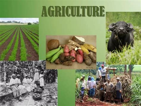 Ppt Agriculture Powerpoint Presentation Free Download Id6589351