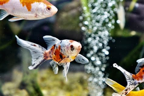 Complete Shubunkin Goldfish Guide 5 Must Read Facts Everything