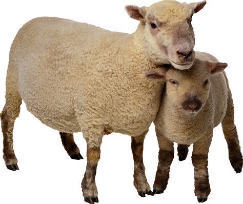 Lamb Png Images Transparent Free Download