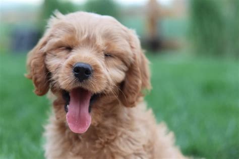 100 Unique Boy Dog Names And Meaningsthat You Dont Hear Too Often
