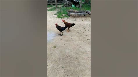 Cute Cocks 🐓reverse Short Video Youtube