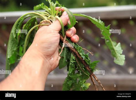 Hand Pulling Weed Removal Stock Photo Alamy