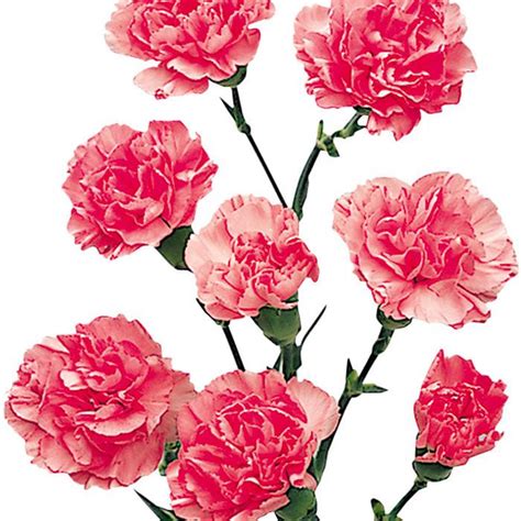 Mini Carnations Light Pink