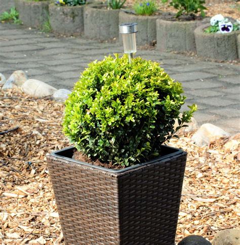 We did not find results for: 7 Beautiful Evergreens That Are Well-Suited For Growing ...