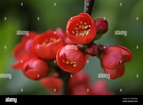 Japanese Ornamental Quince Chaenomeles Japonica Stock Photo Alamy