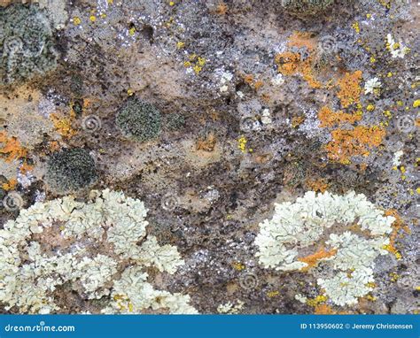 Multi Color And Types Crustose Lichen Or Algae On A Desert Sandstone