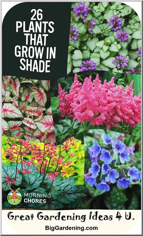 25 Gorgeous Shade Tolerant Plants That Will Bring Your