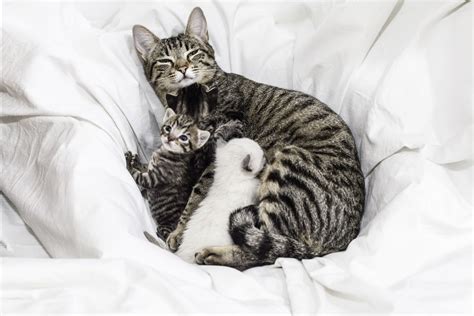 Let animalwised explain more by providing the reasons why a mother would engage in this behavior. What to Do if a Mother Cat Won't Nurse Her Kittens