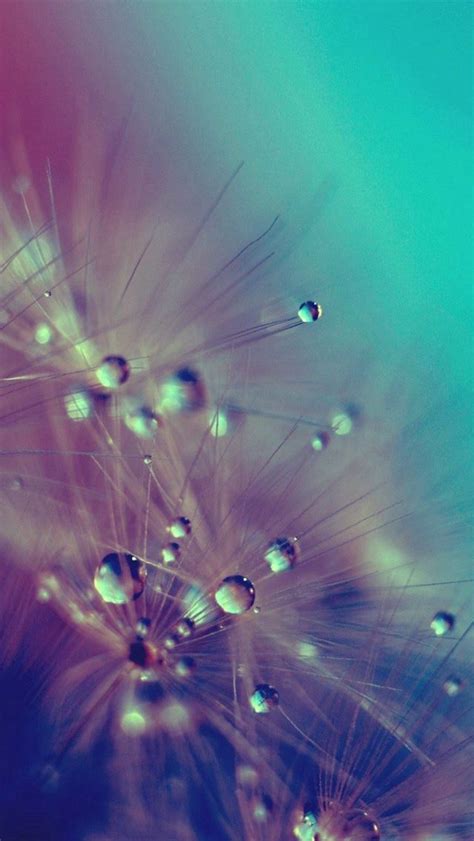 Dandelion Water Drops Closeup Iphone 5s Wallpaper Download Iphone