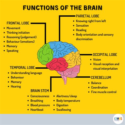 Functions Of The Brain Camhs Professionals