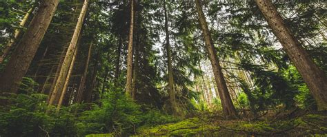 Download Wallpaper 2560x1080 Forest Trees Green Grass Dual Wide