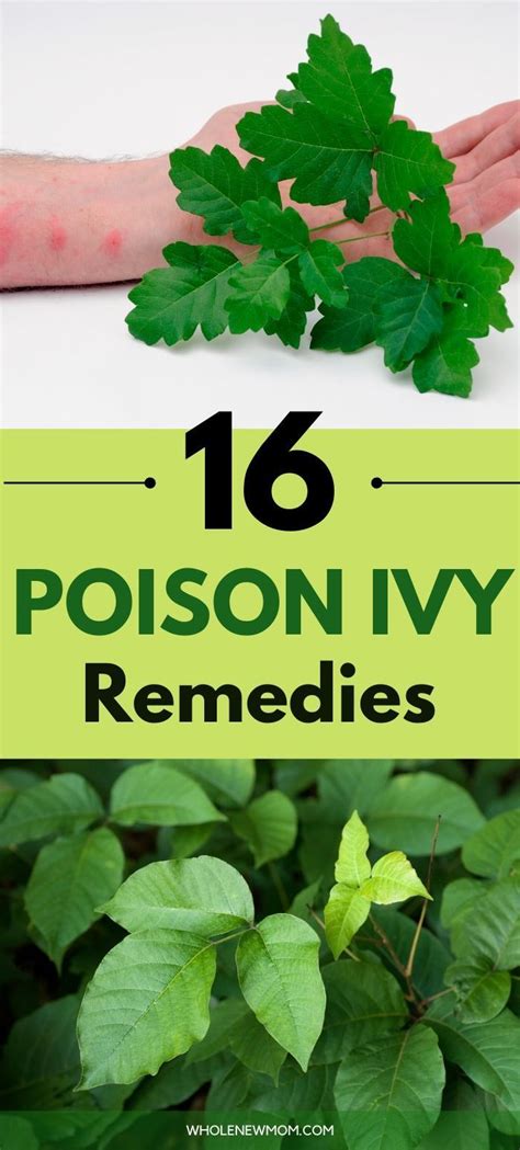 Natural Poison Ivy Remedies How To Treat With Homemade Ingredients